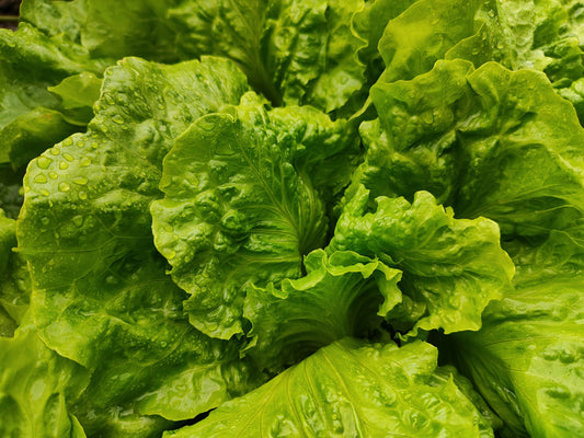 Lettuce
