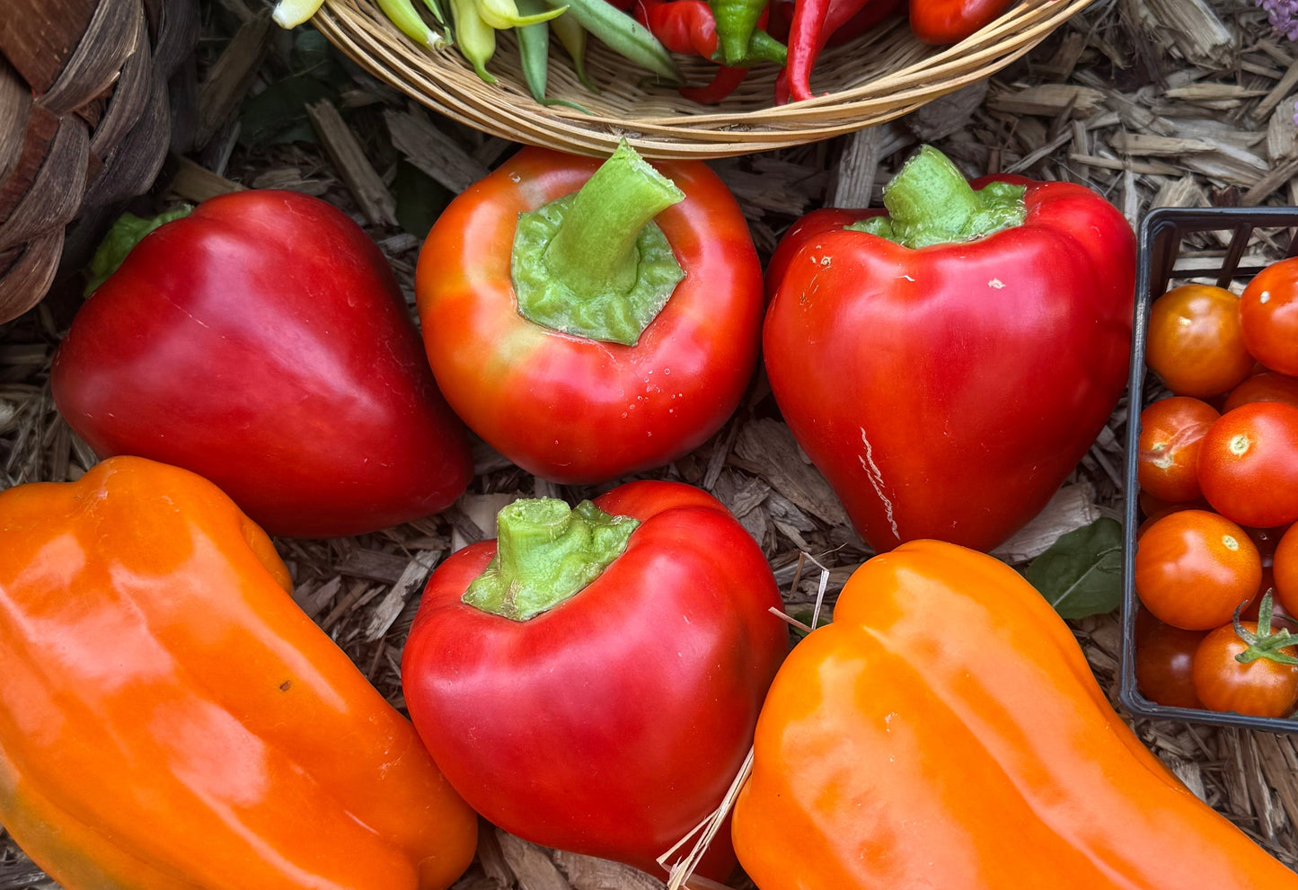 Pimento Pepper Seedling