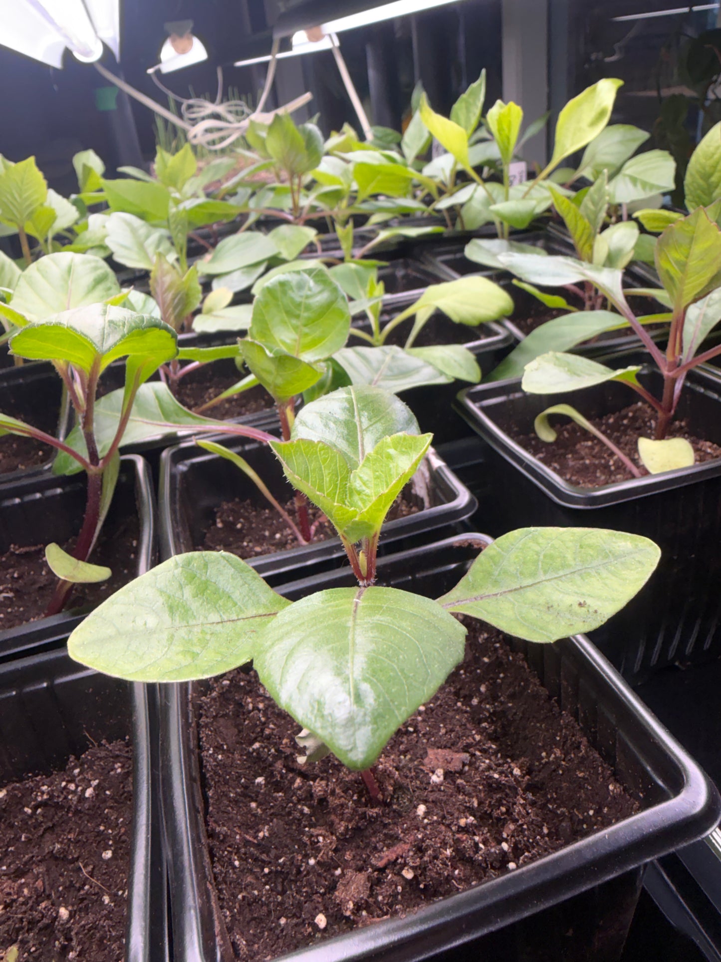 Showpiece Dahlia Seedling