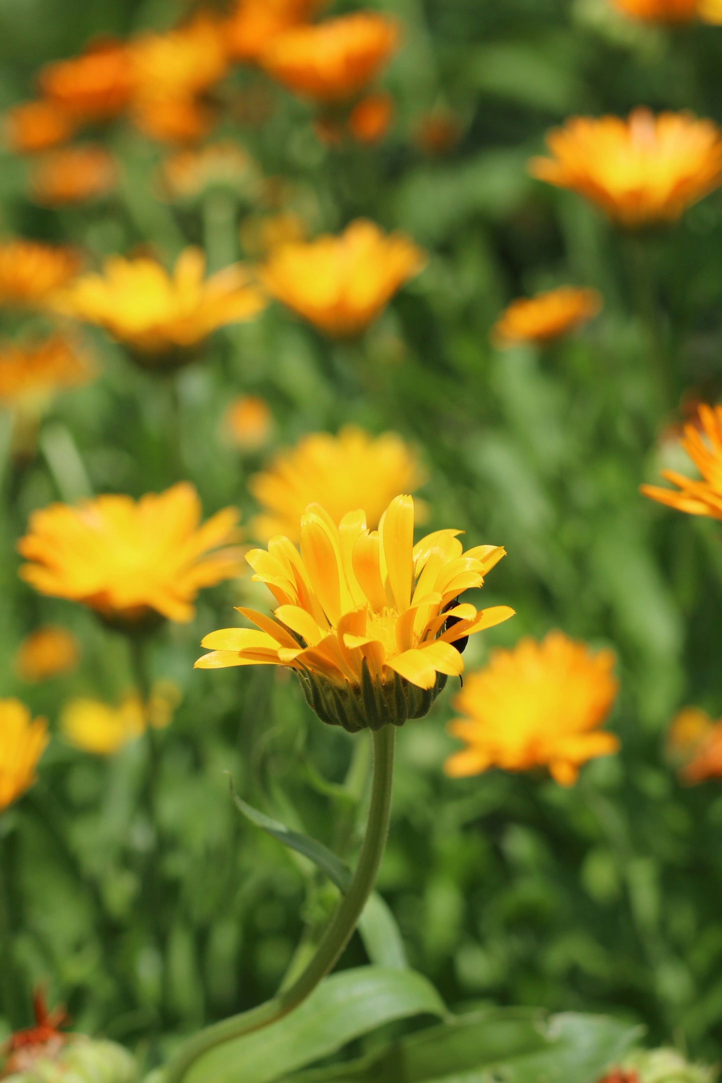 Calendula Seedlings