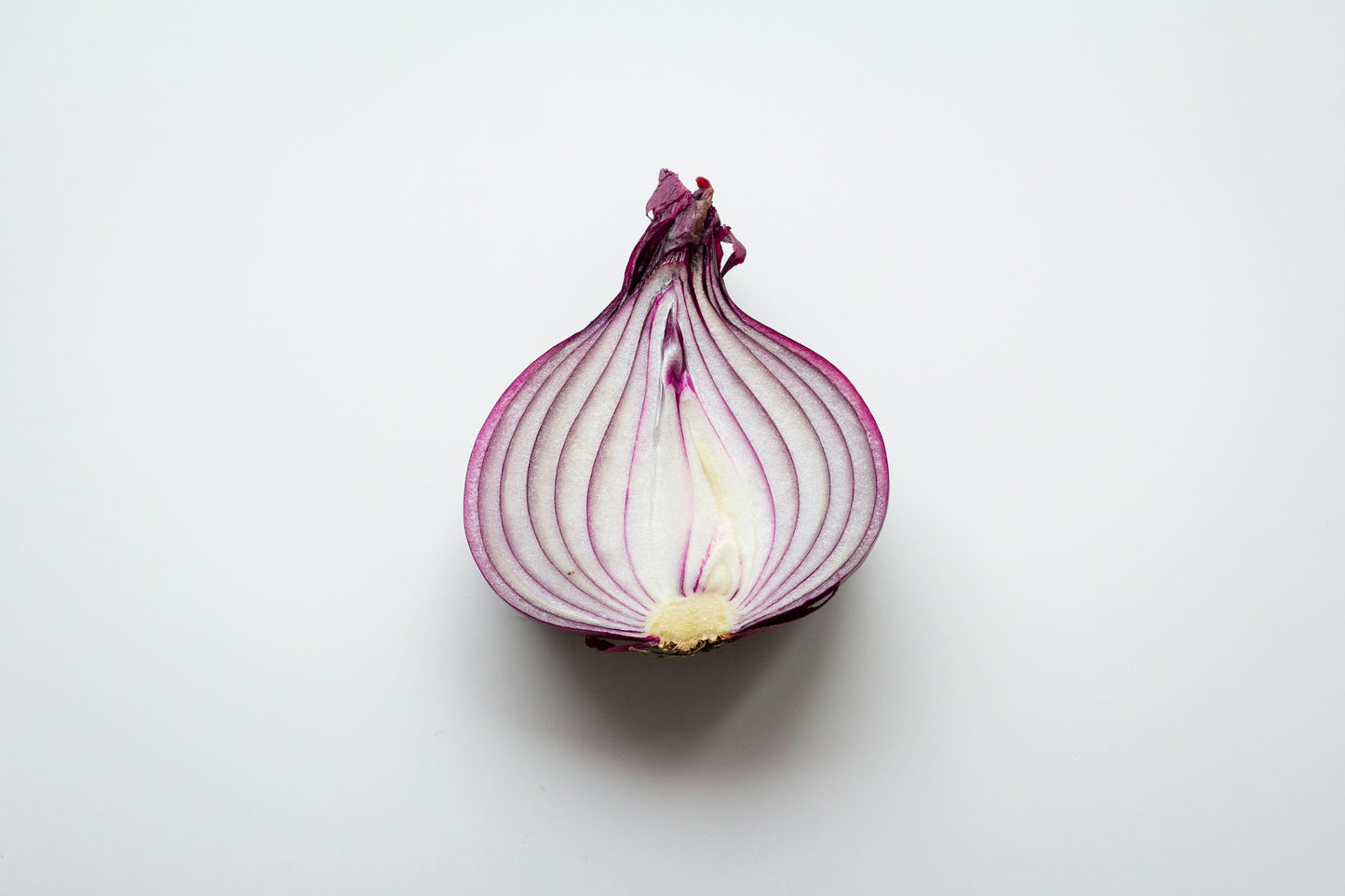Rossa di Milano Onion Seedling