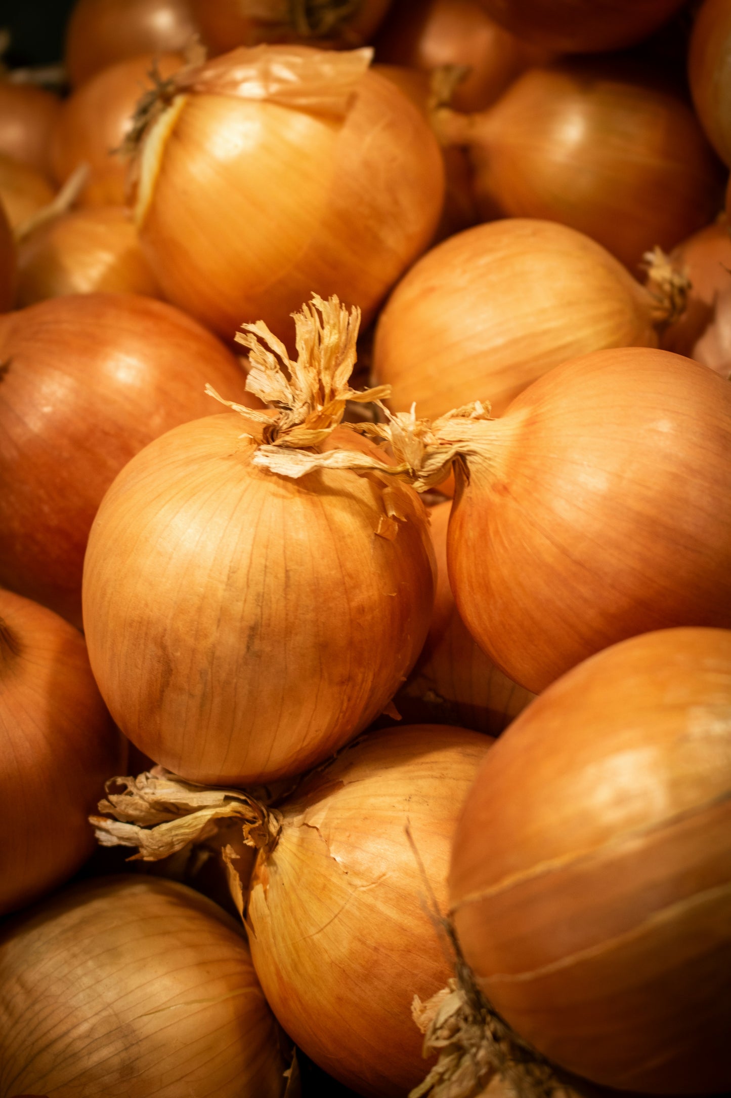 Stuttgarter Riesen Onion Seedling