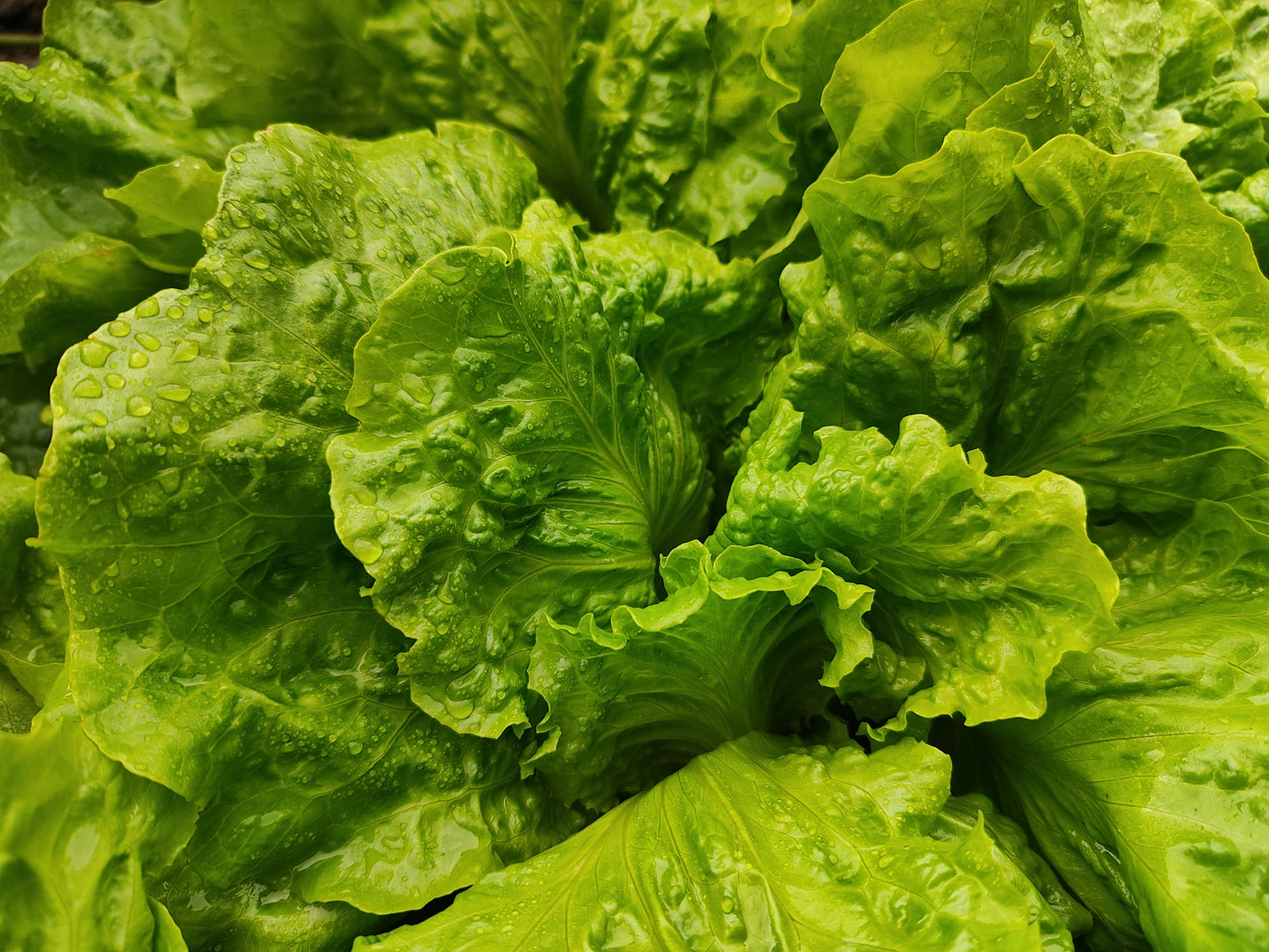 Grand Rapids Lettuce Seedling