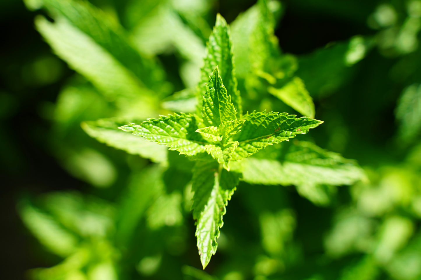 Lemon Balm Seedling