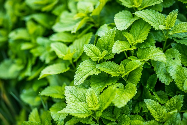 Lemon Balm Seedling