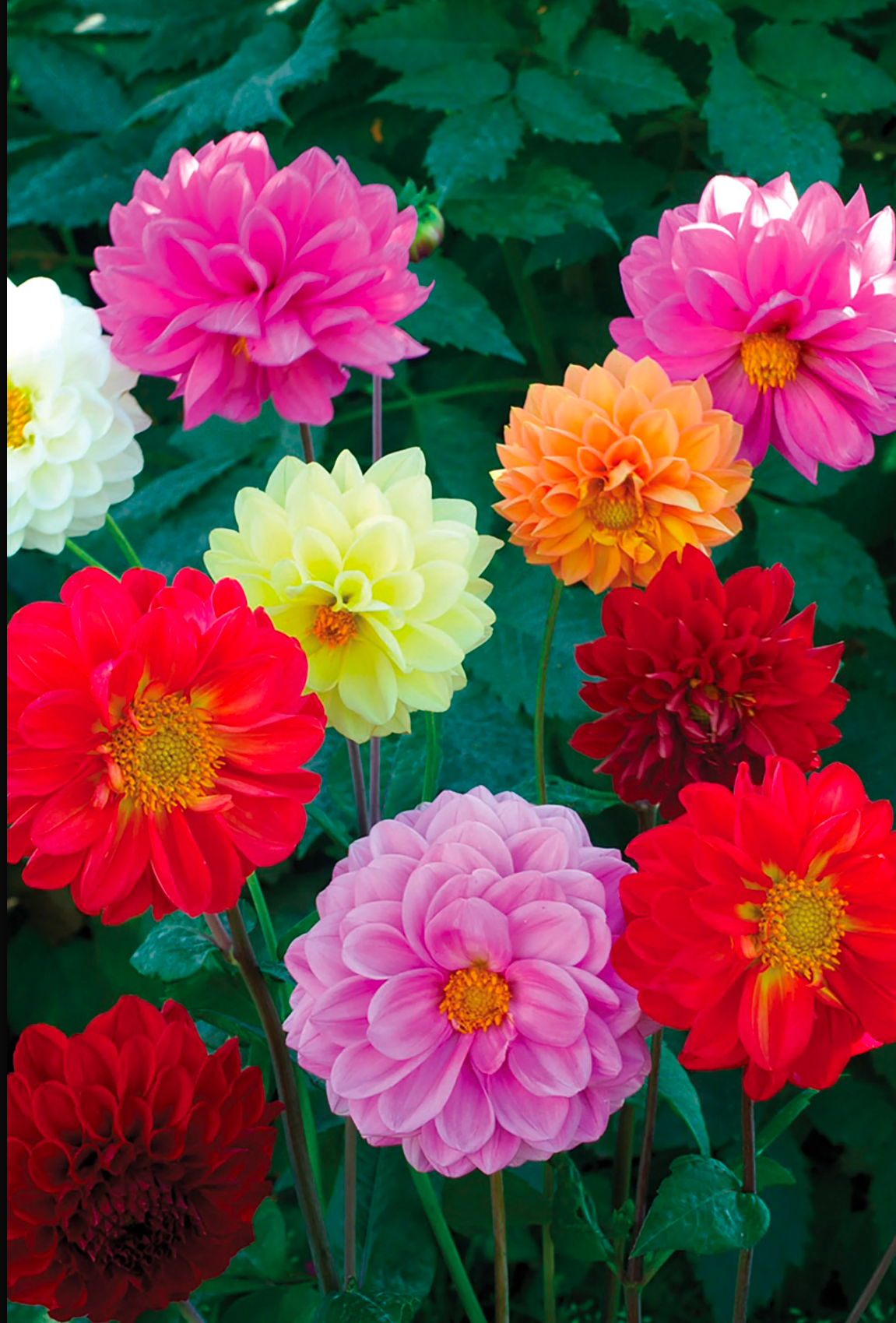Showpiece Dahlia Seedling
