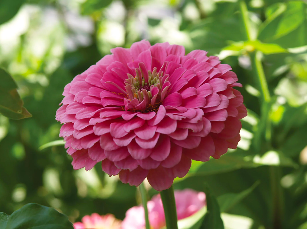 Benary’s Giant Pink Zinnia Seedling
