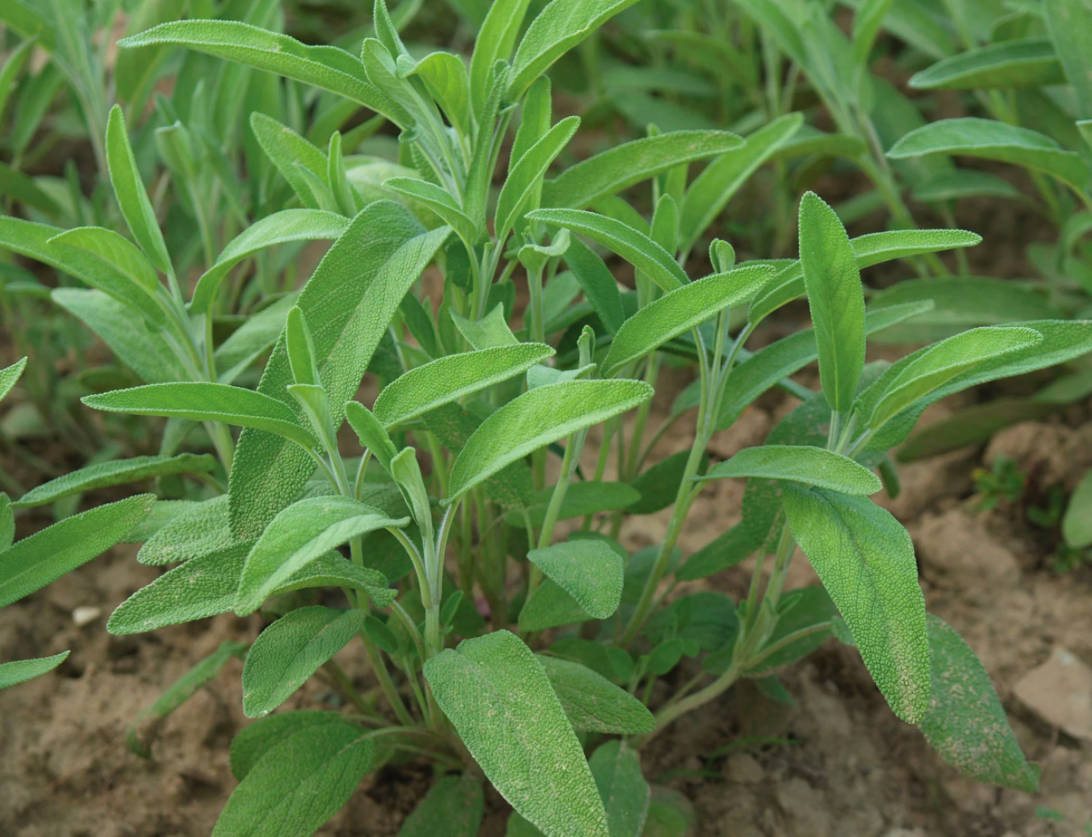 Sage Seedling