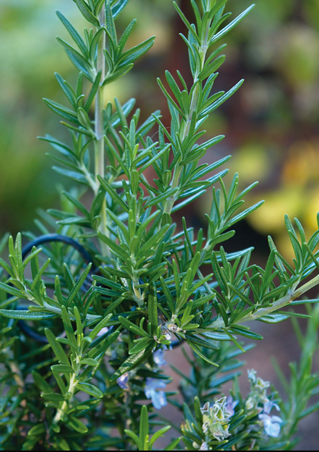 Rosemary Seedling