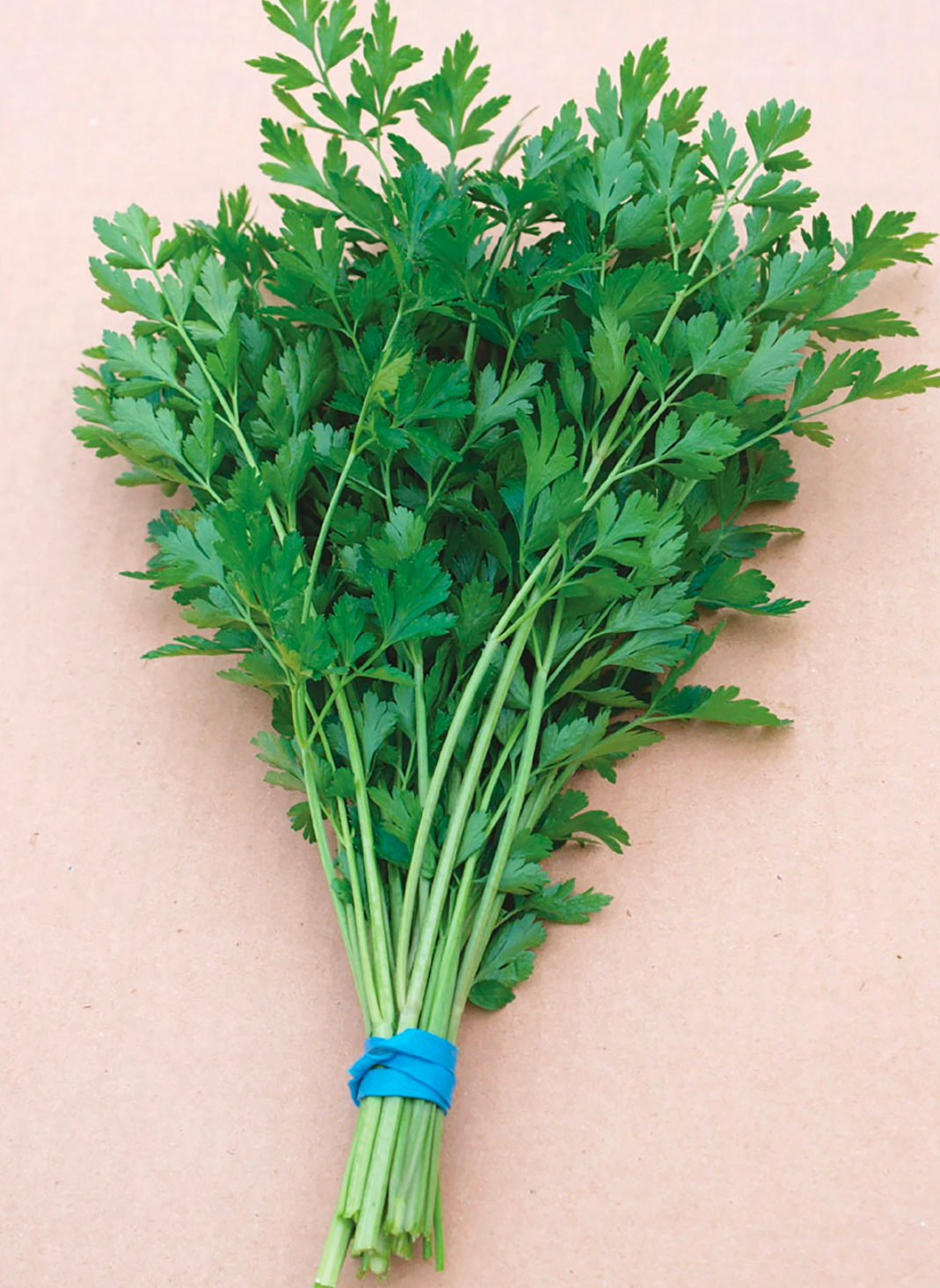 Plain Dark Green Italian Seedling