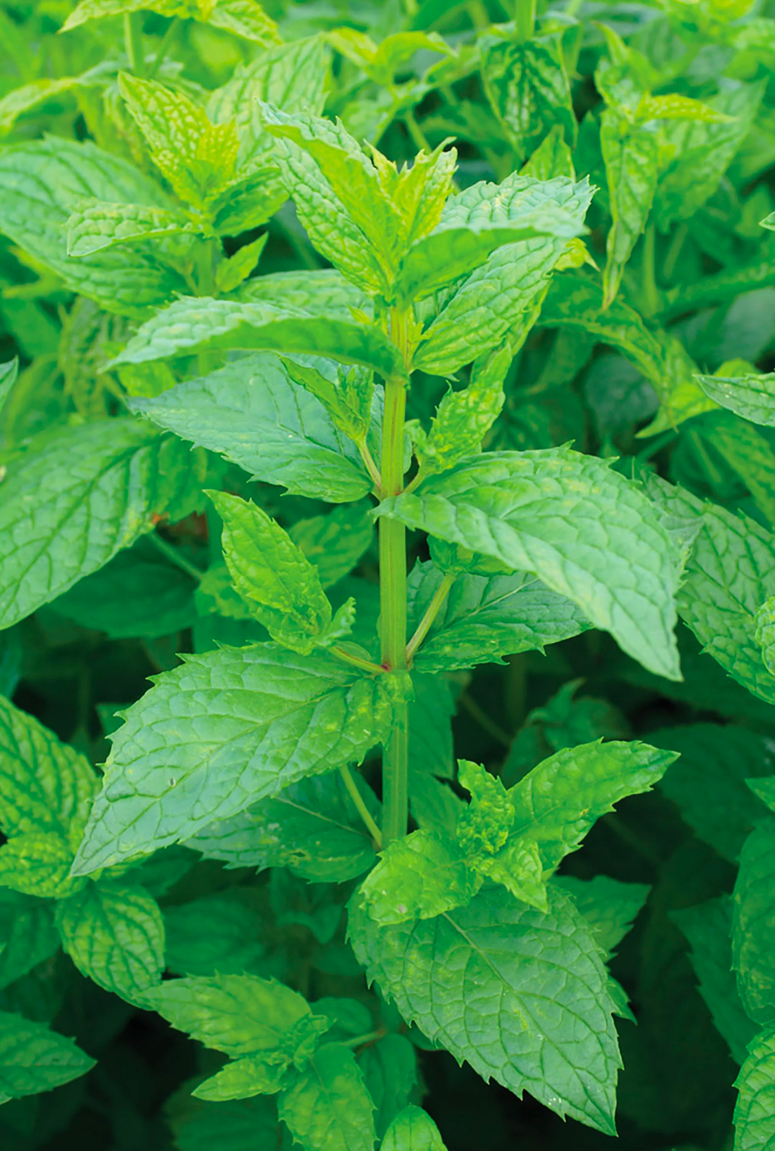 Spearmint Seedling