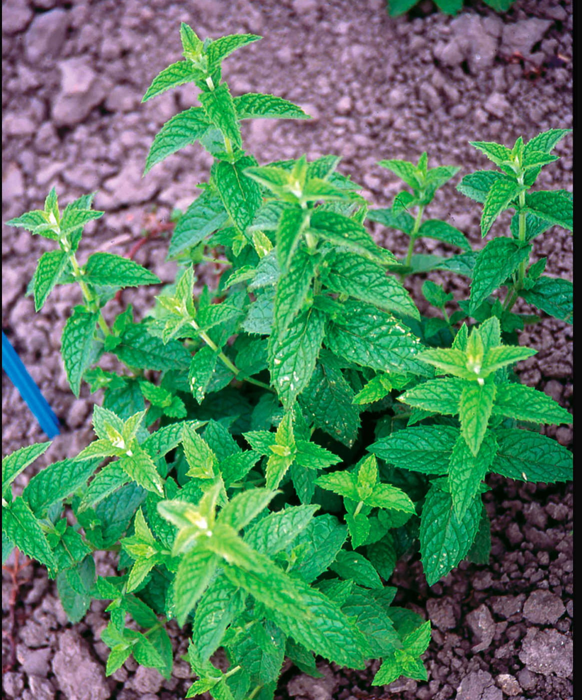 Spearmint Seedling