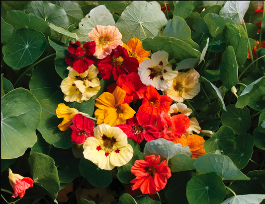 Dwarf Jewel Double Mixture Nasturtium Seedling