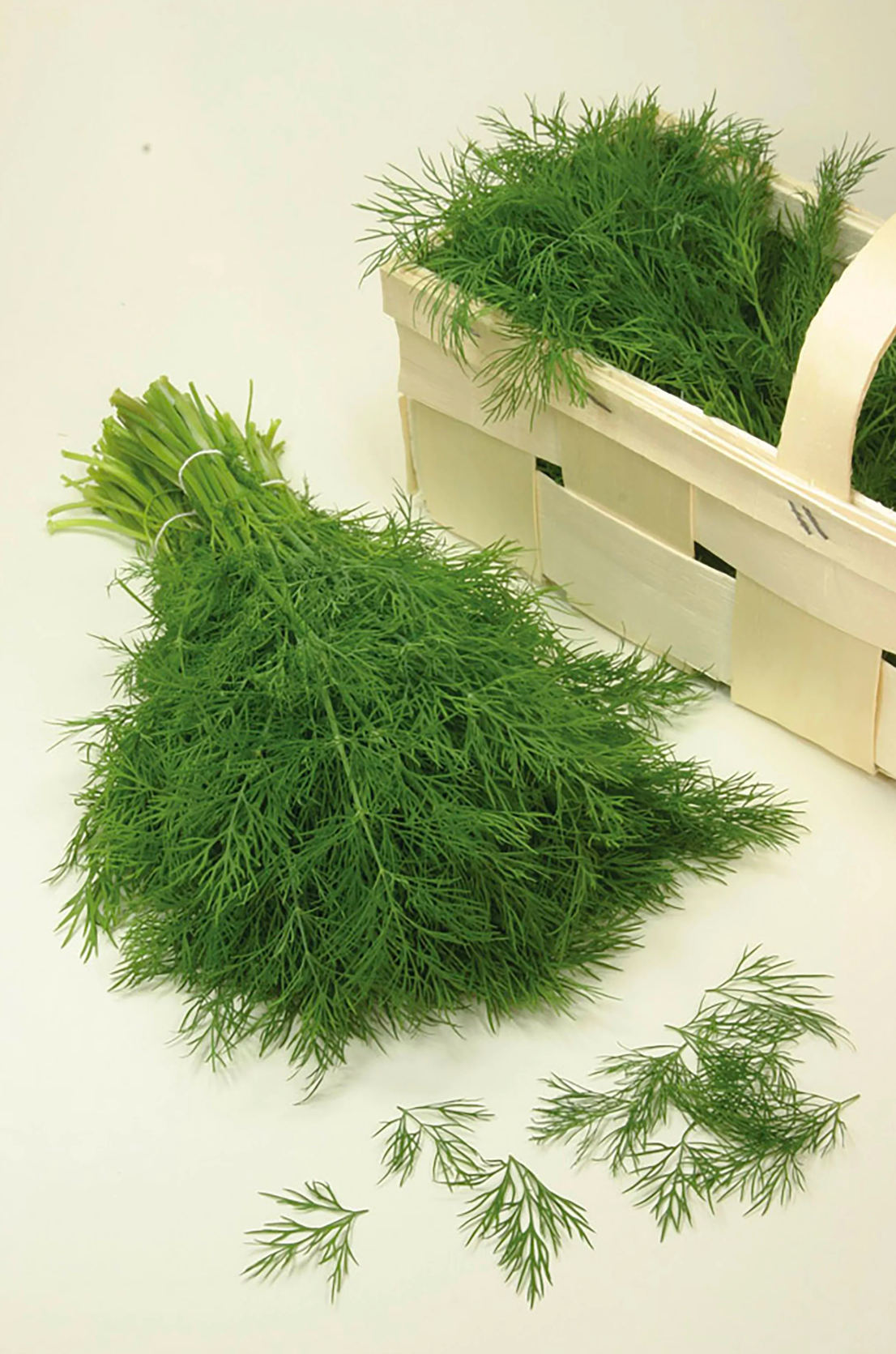 Hera Dill Seedling