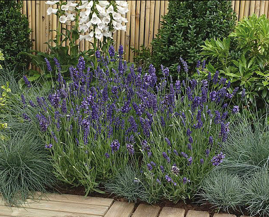 Ellagance Purple Lavender Seedling
