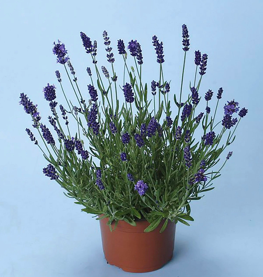 Ellagance Purple Lavender Seedling