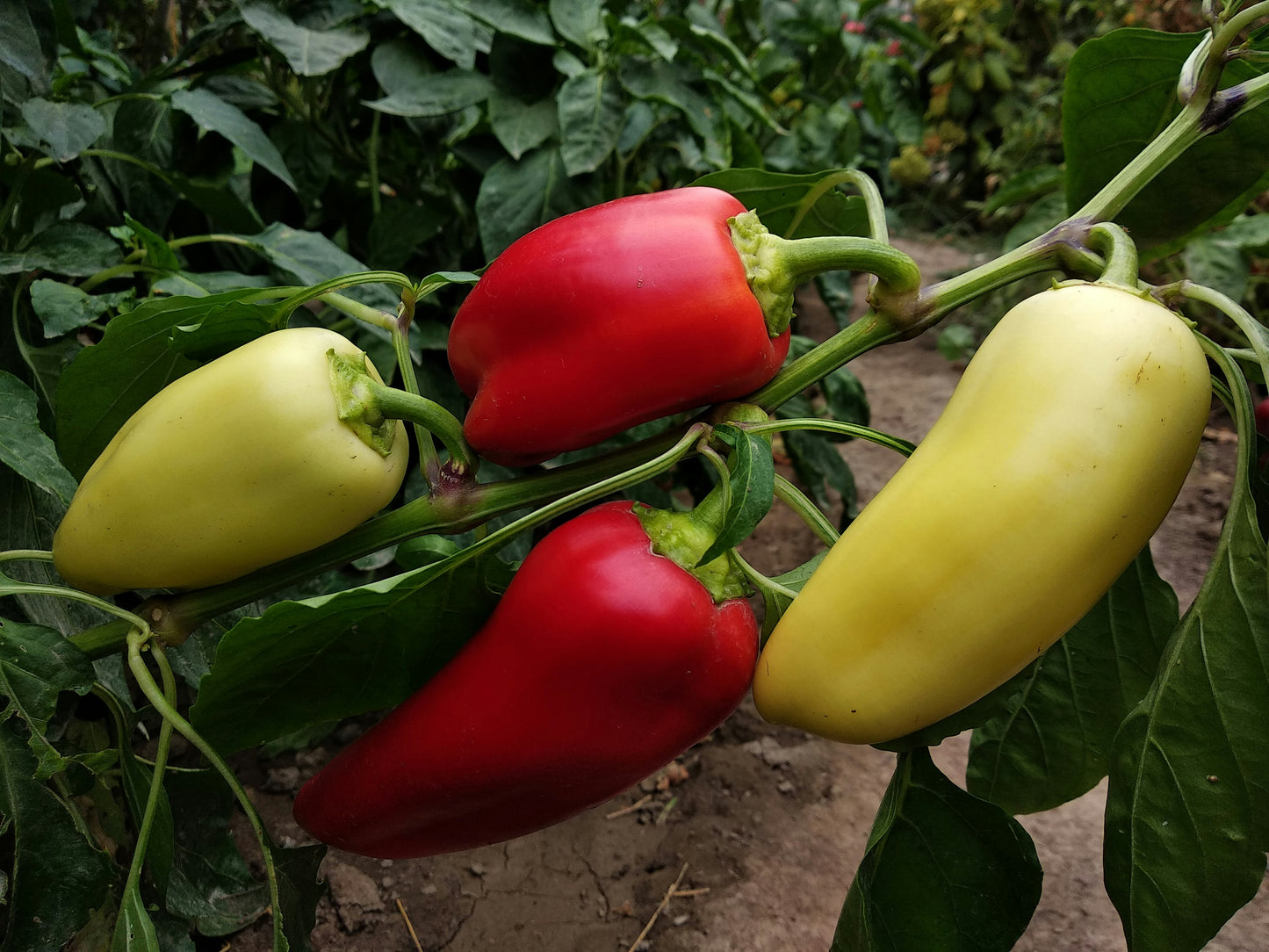 Antohi Romanian Sweet Pepper Seedling