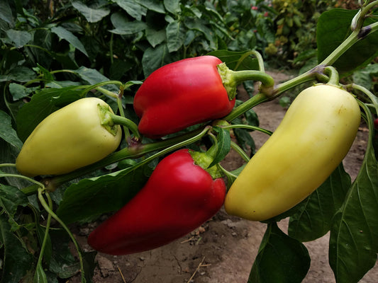 Antohi Romanian Sweet Pepper Seedling