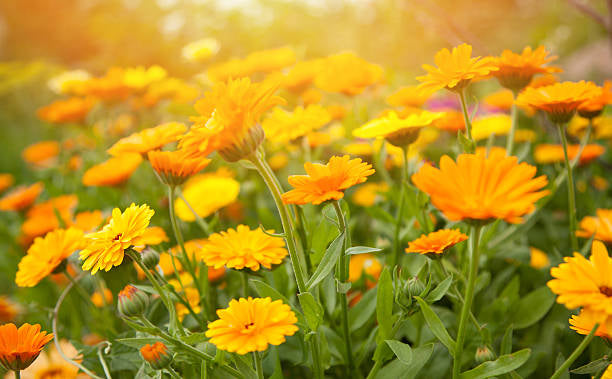 Orange Flash Calendula Seedling