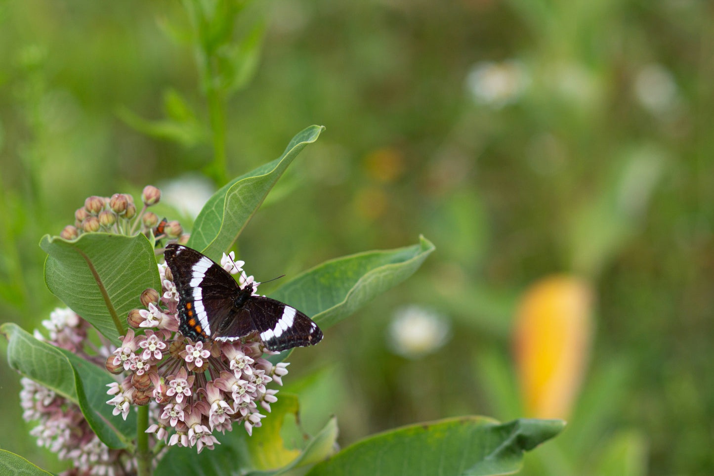Milk Weed Seedling