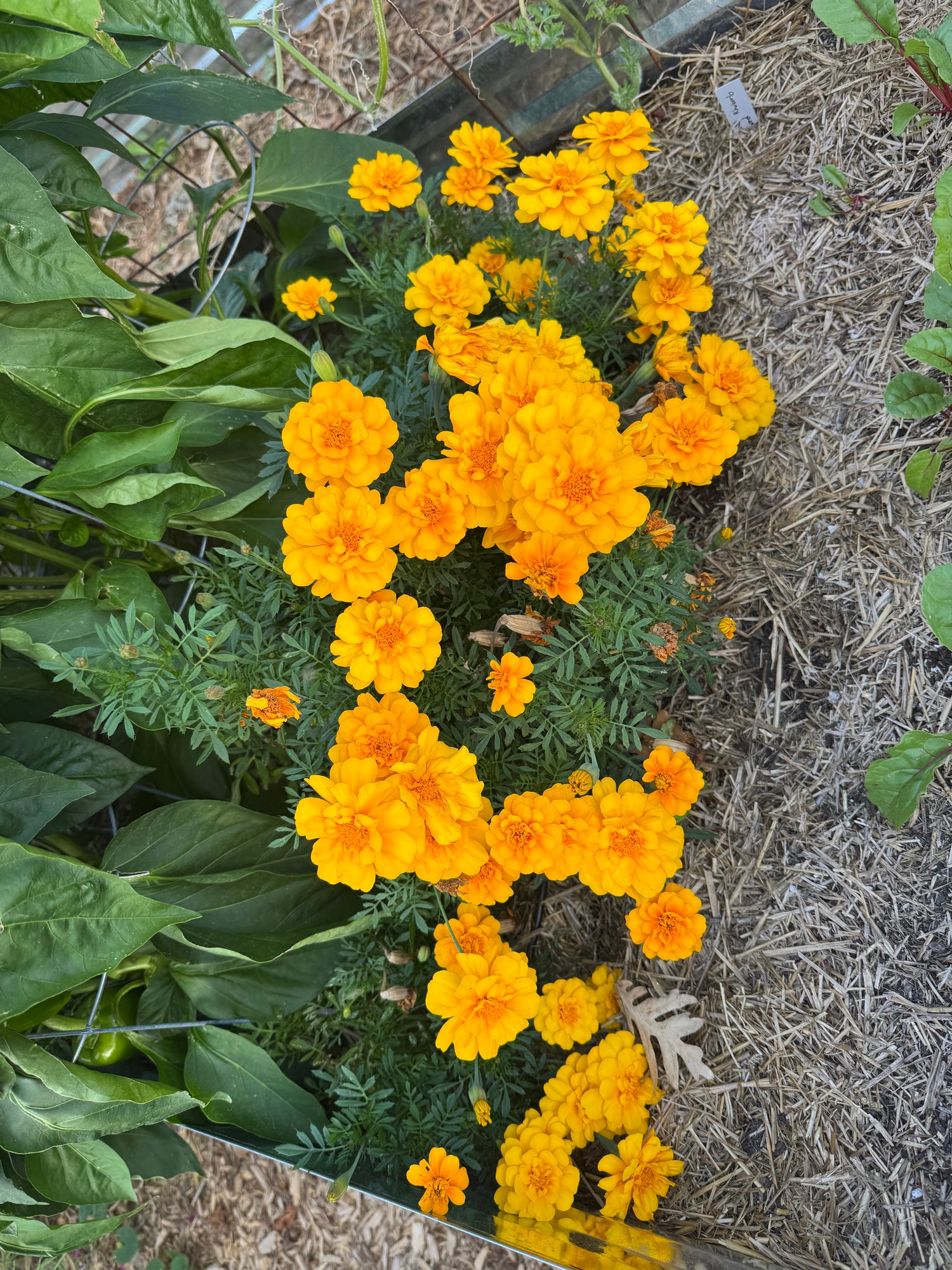 Companion Planting Seedling Packs