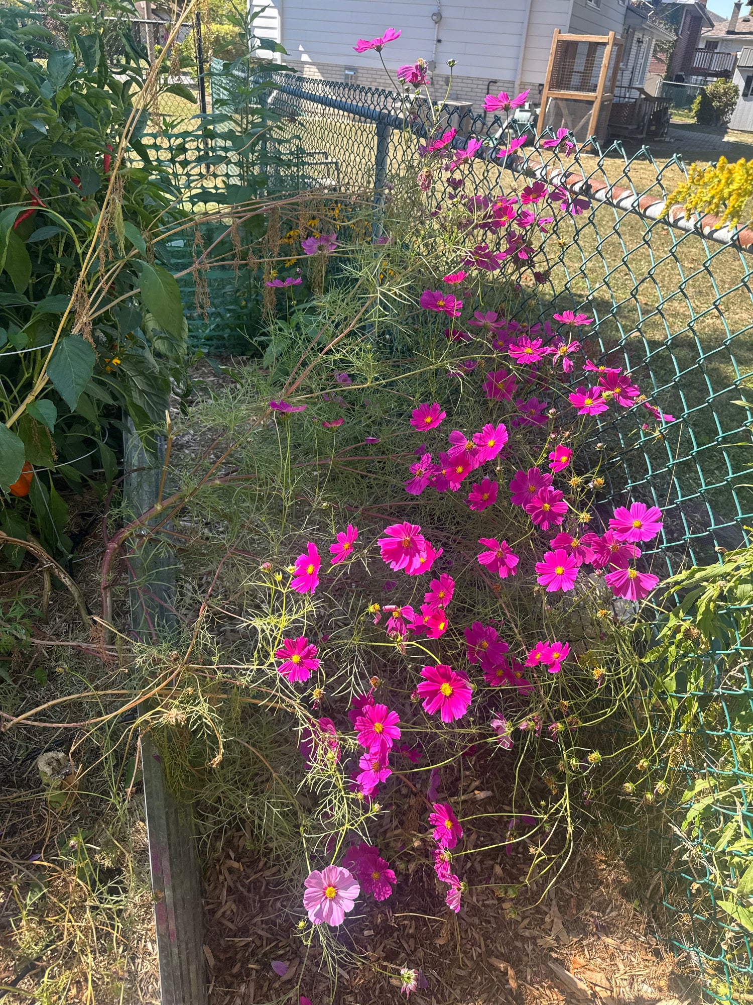 Flower Seedlings