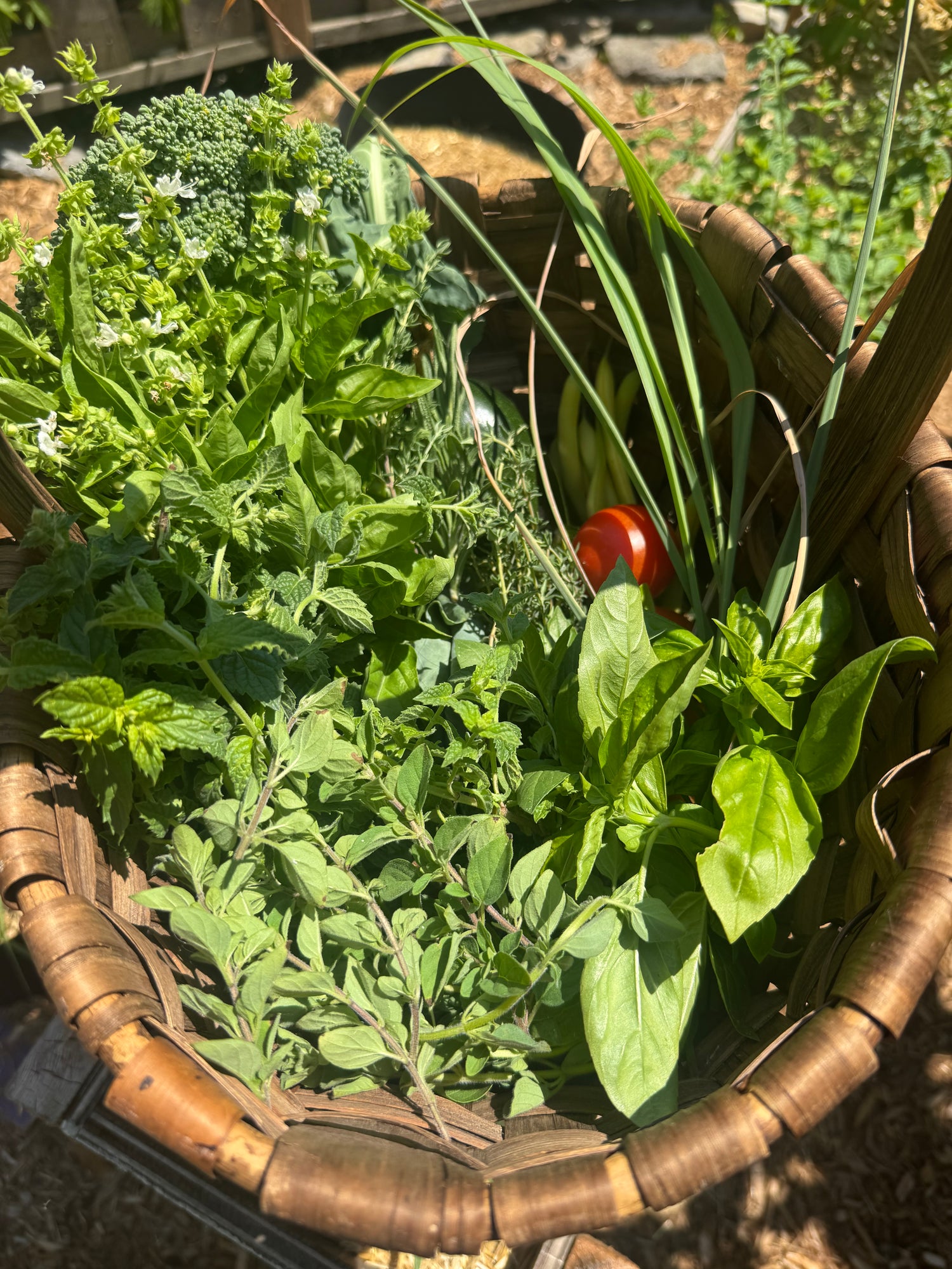 Herb Seedlings