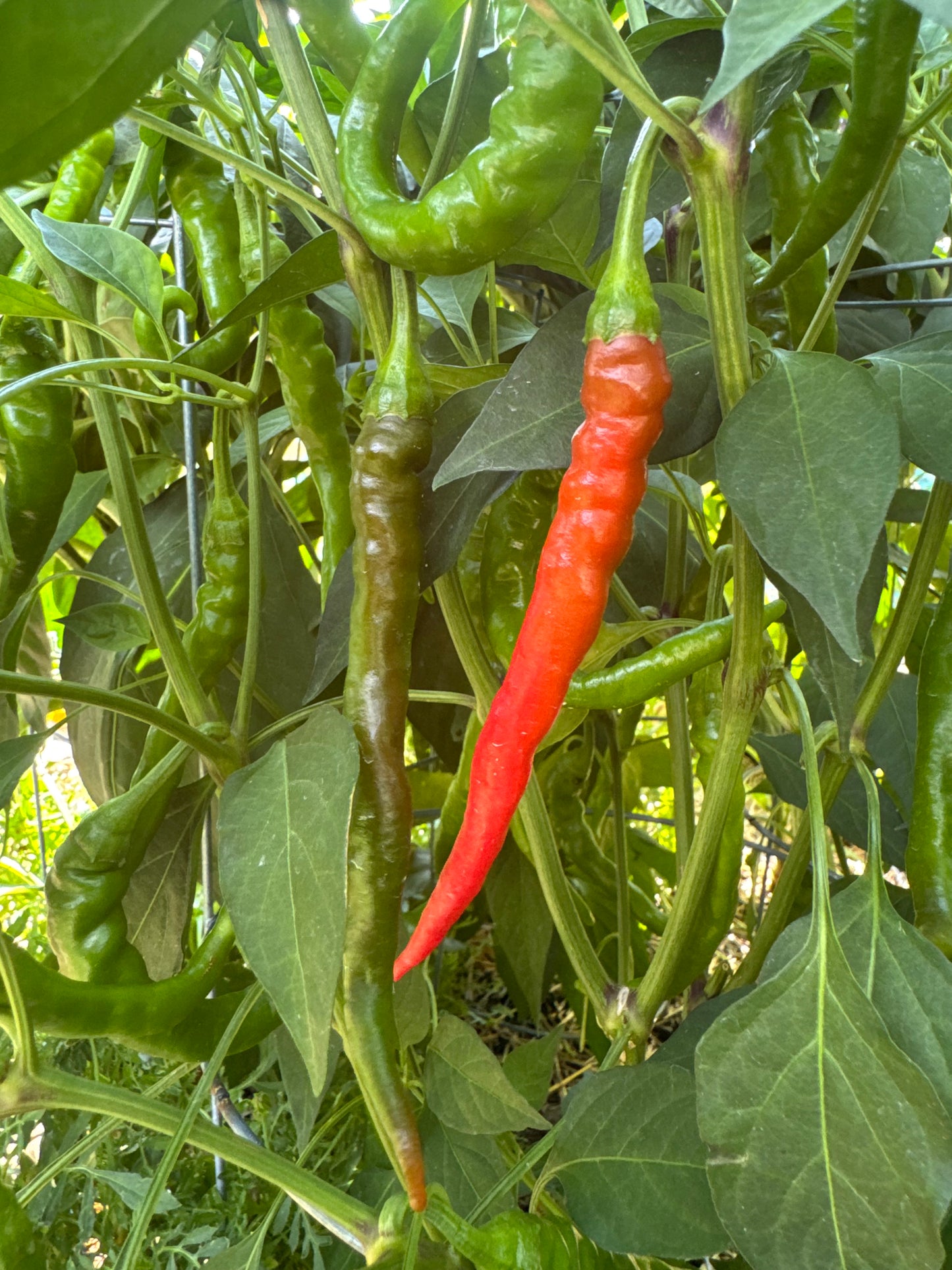 Cayenne Pepper Seedlings