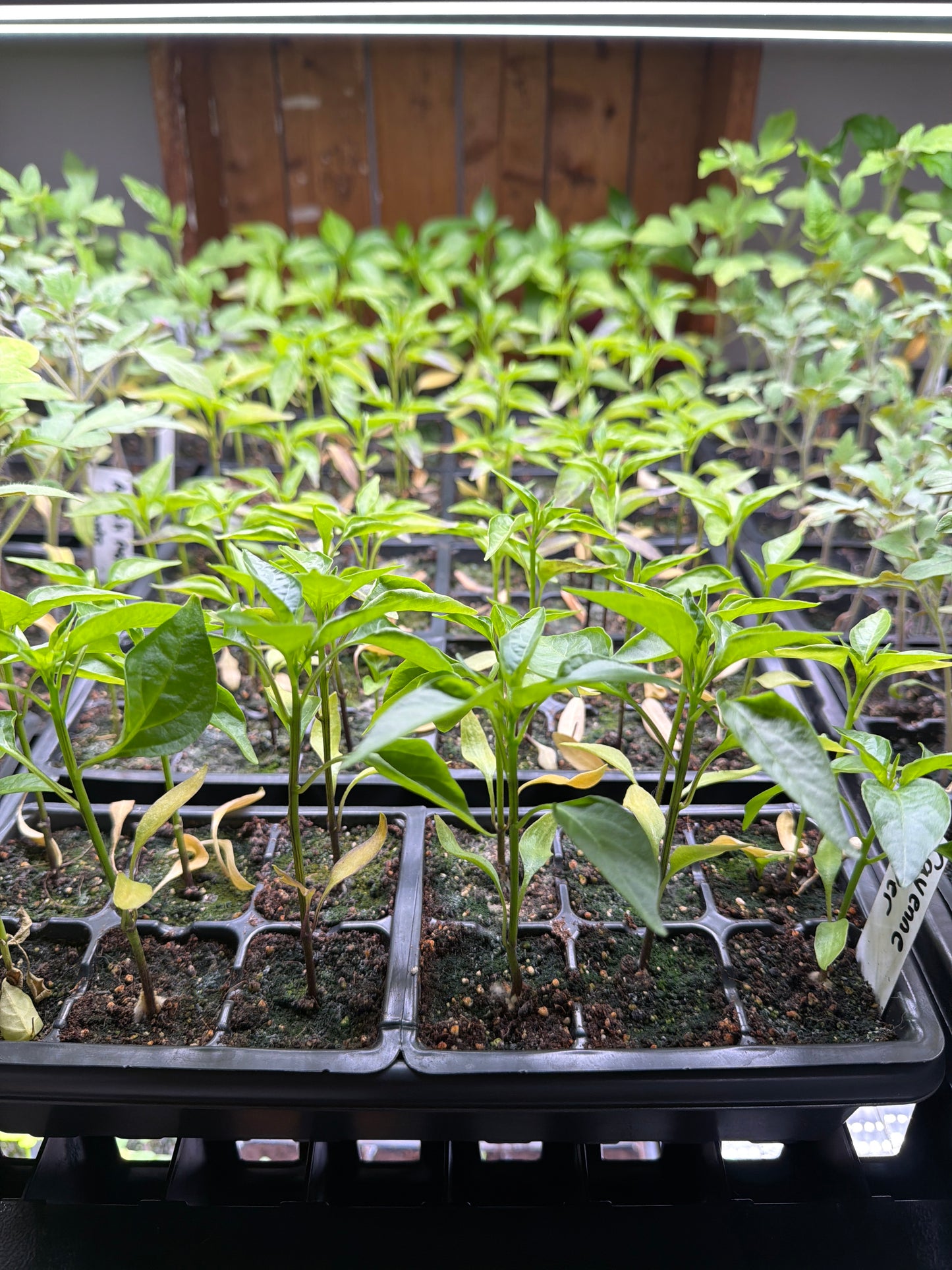 Cayenne Pepper Seedlings