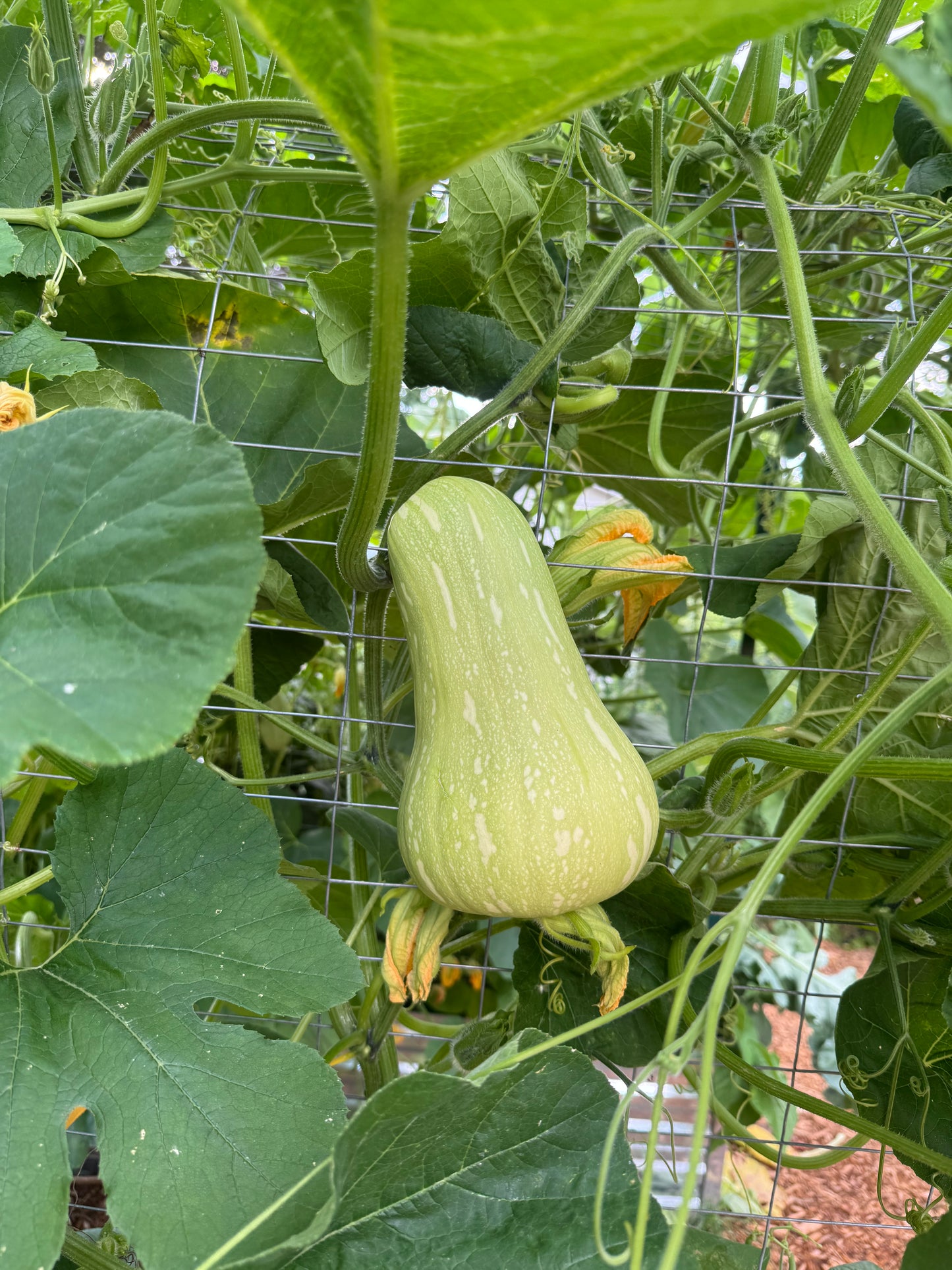 Waltham Butternut Squash Seedling