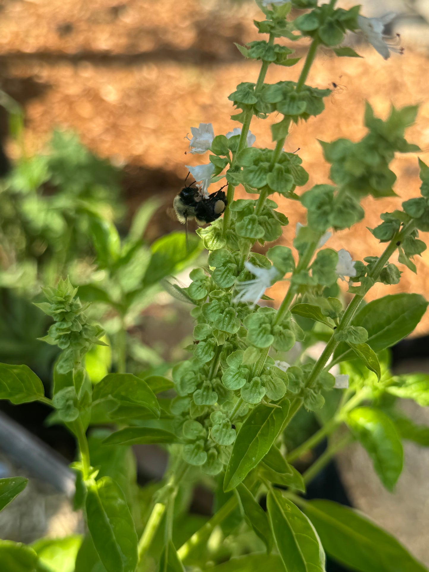 Genovese Basil Seedling