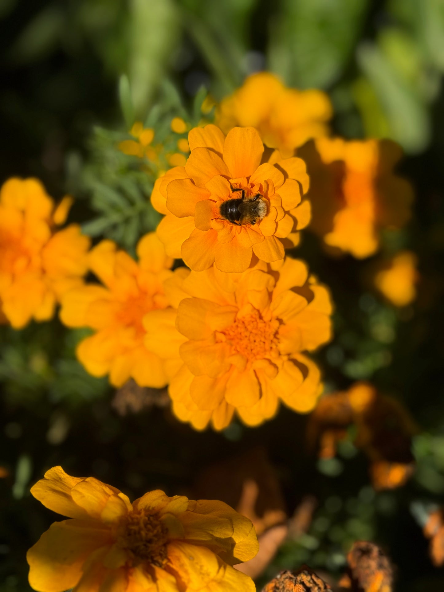 Marigold Seedling