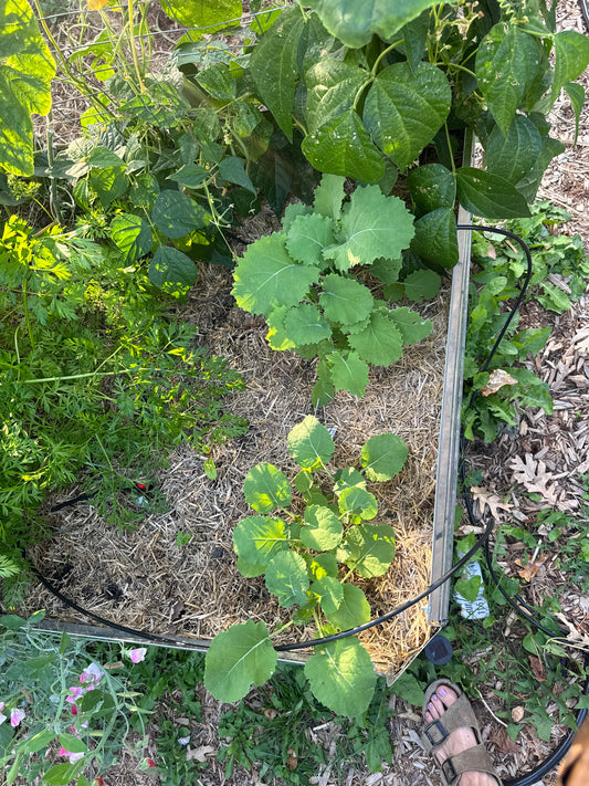 Siberian Kale Seedling