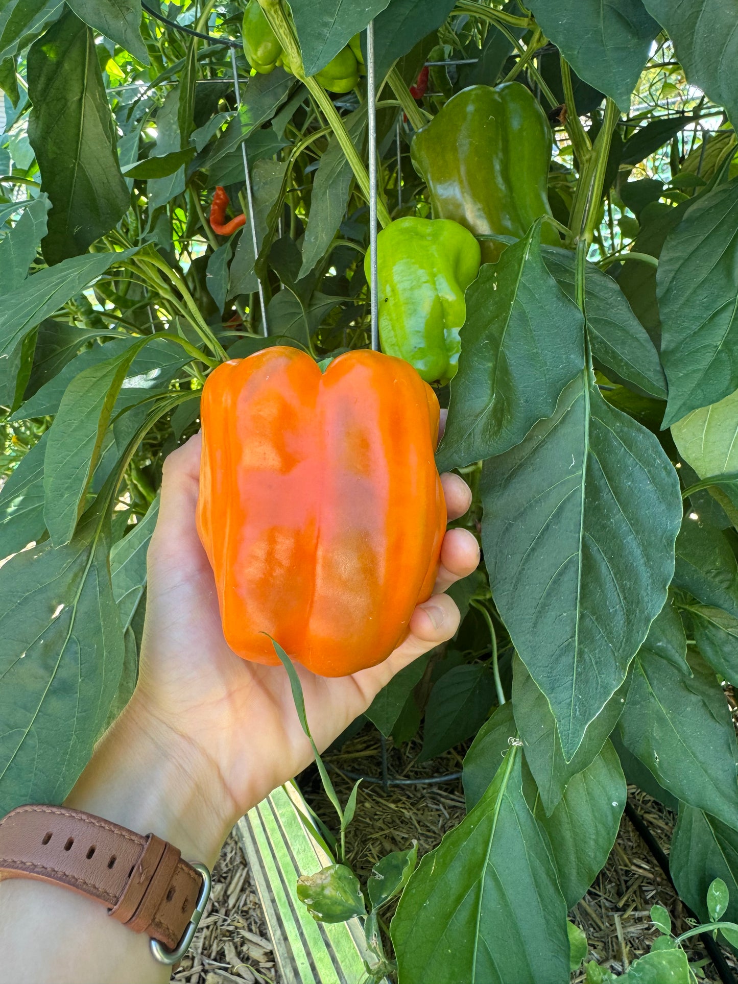 Orange Bell Pepper Seedling