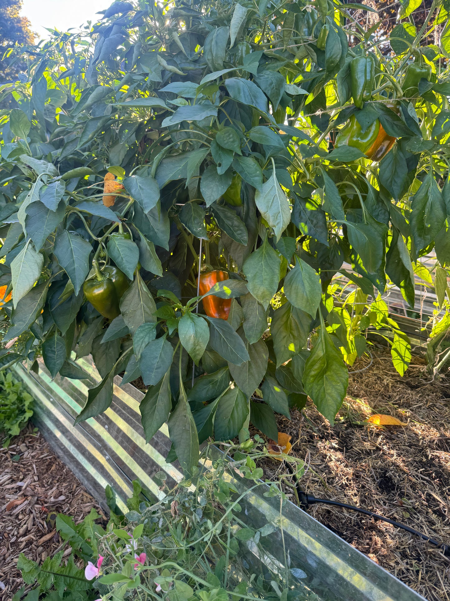 Orange Bell Pepper Seedling