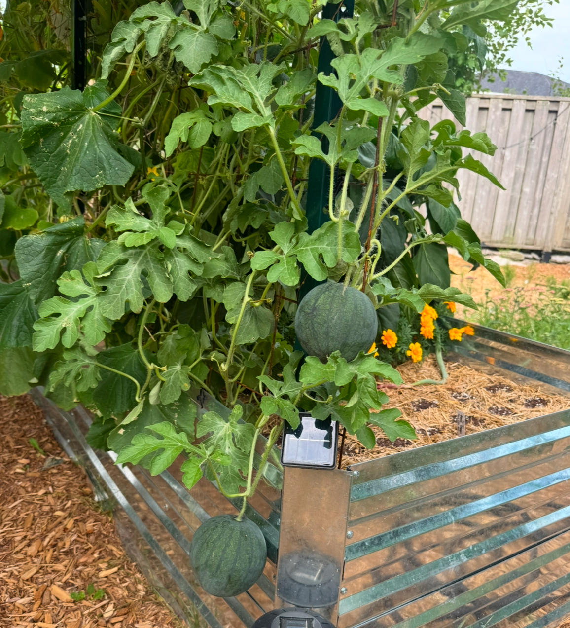 Sugar Baby Watermelon Seedling