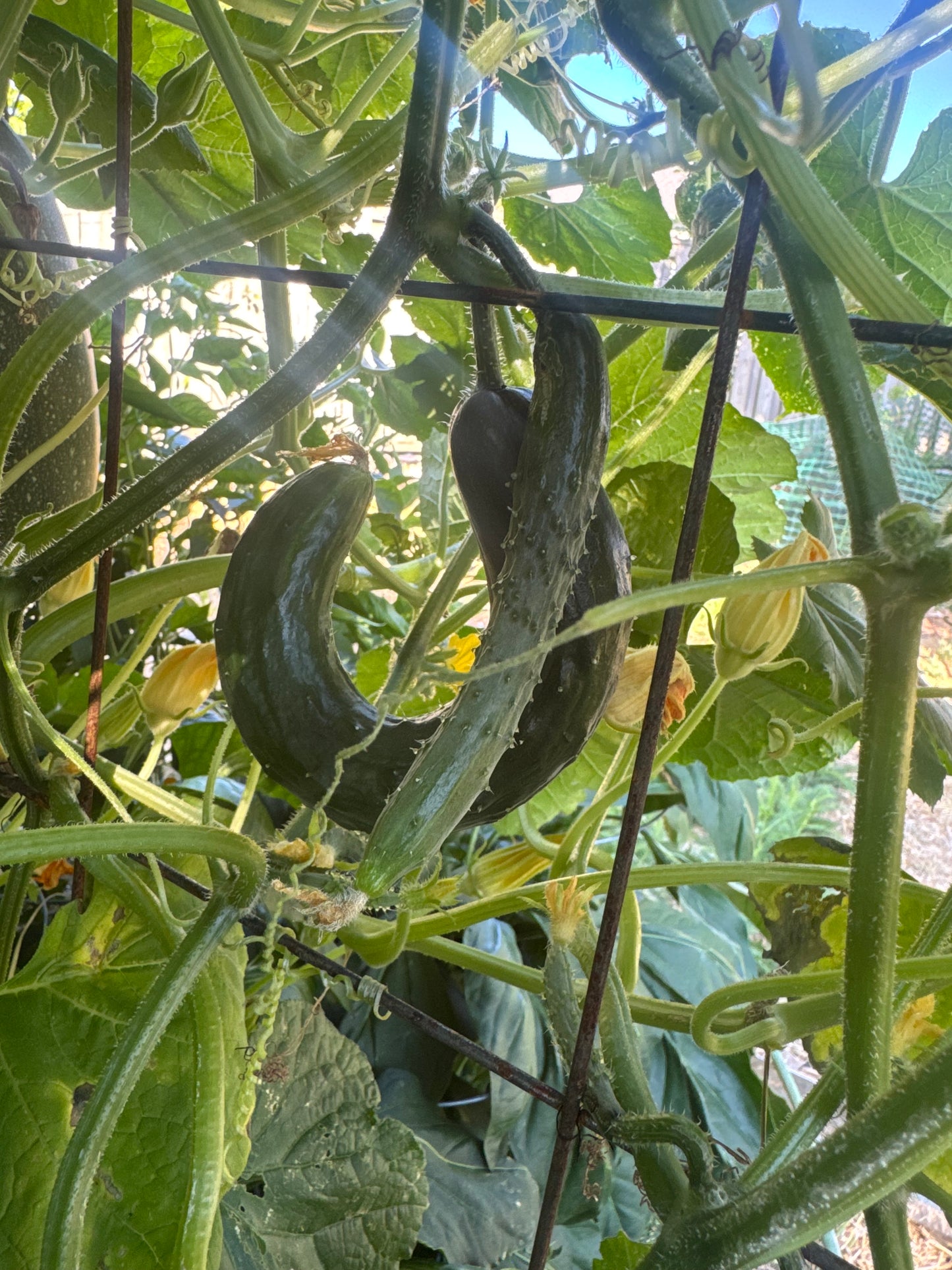 Shintowika Cucumber Seedling