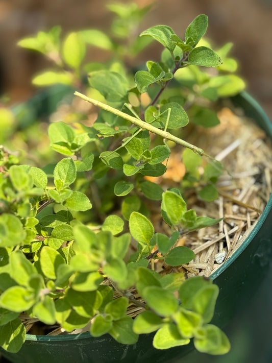 Greek Oregano Seedling
