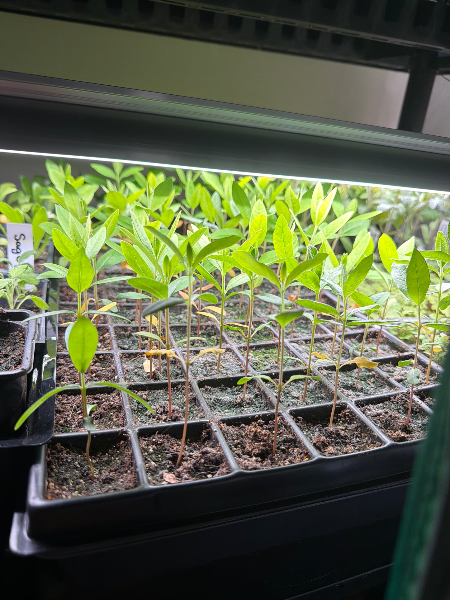 Milk Weed Seedling