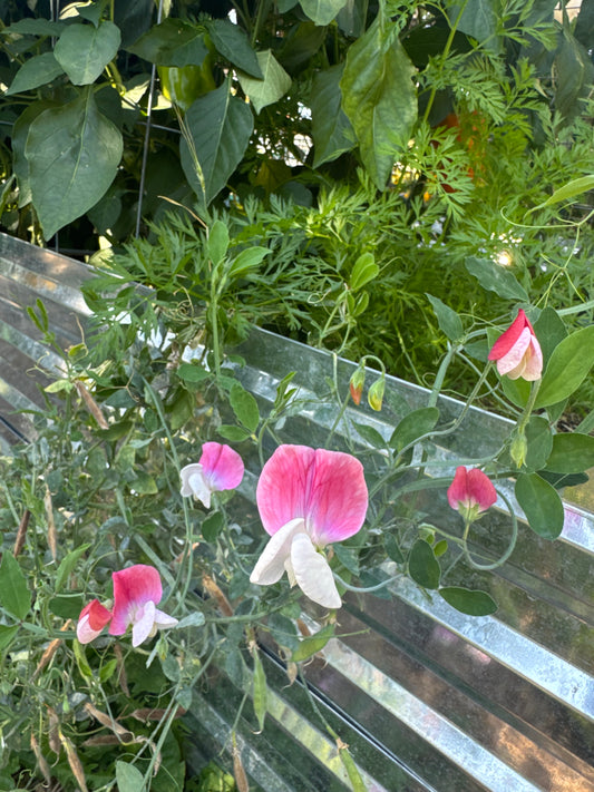 Painted Lady Sweet Pea Seedling