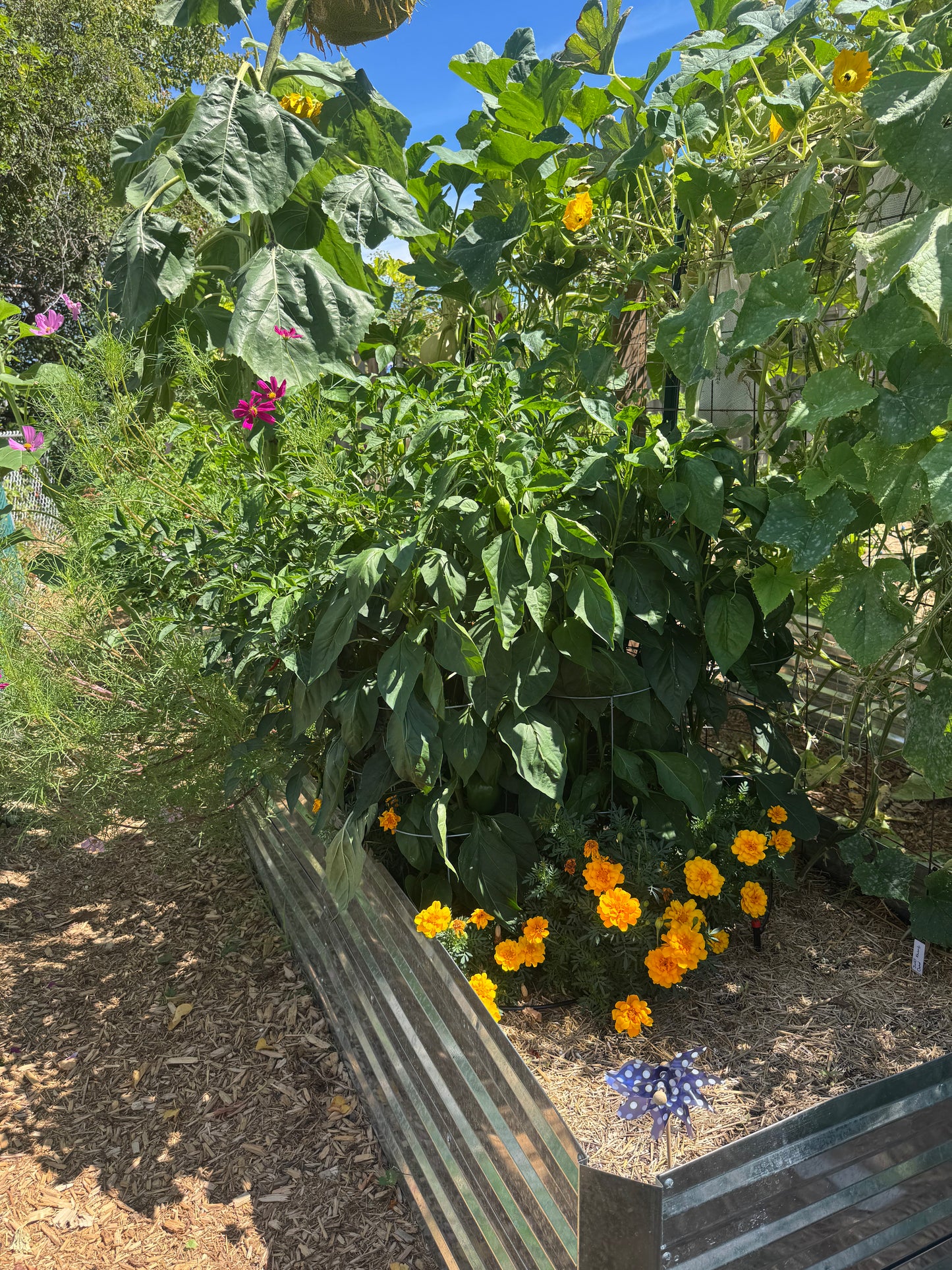 Marigold Seedling
