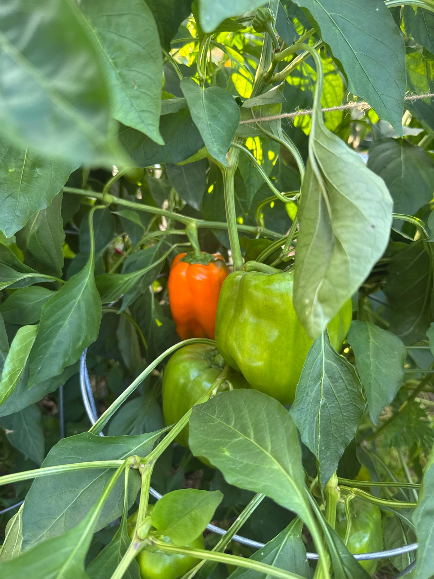 Orange Bell Pepper Seedling