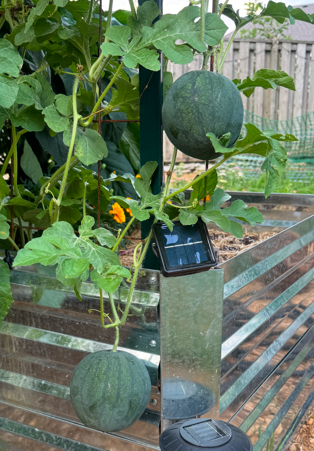 Sugar Baby Watermelon Seedling