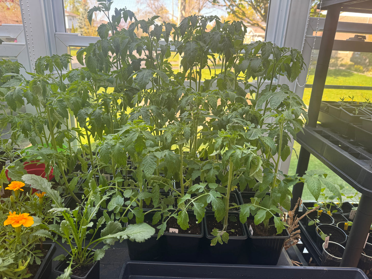 Golden Cherry Tomato Seedling