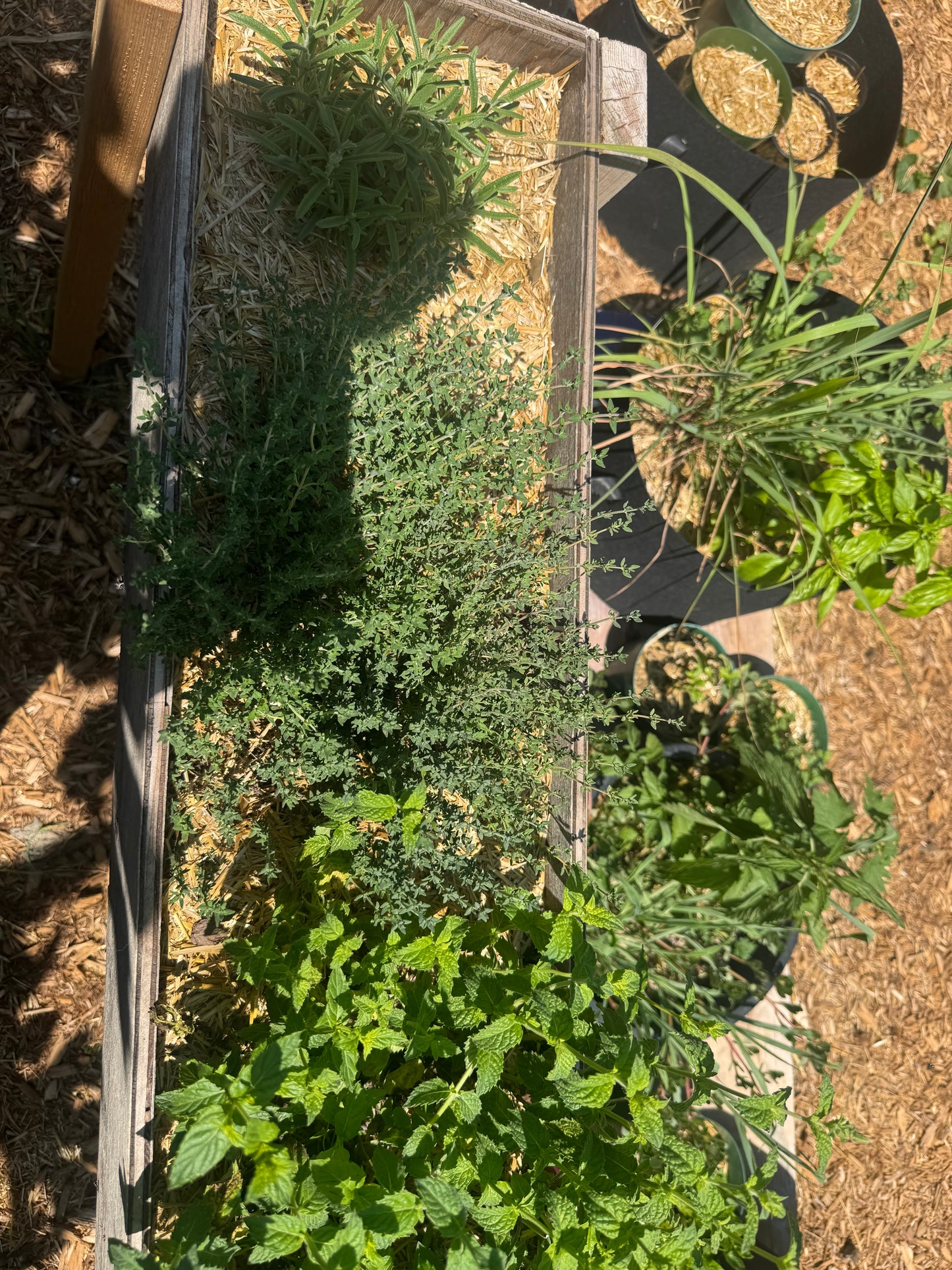 German Winter Thyme Seedling