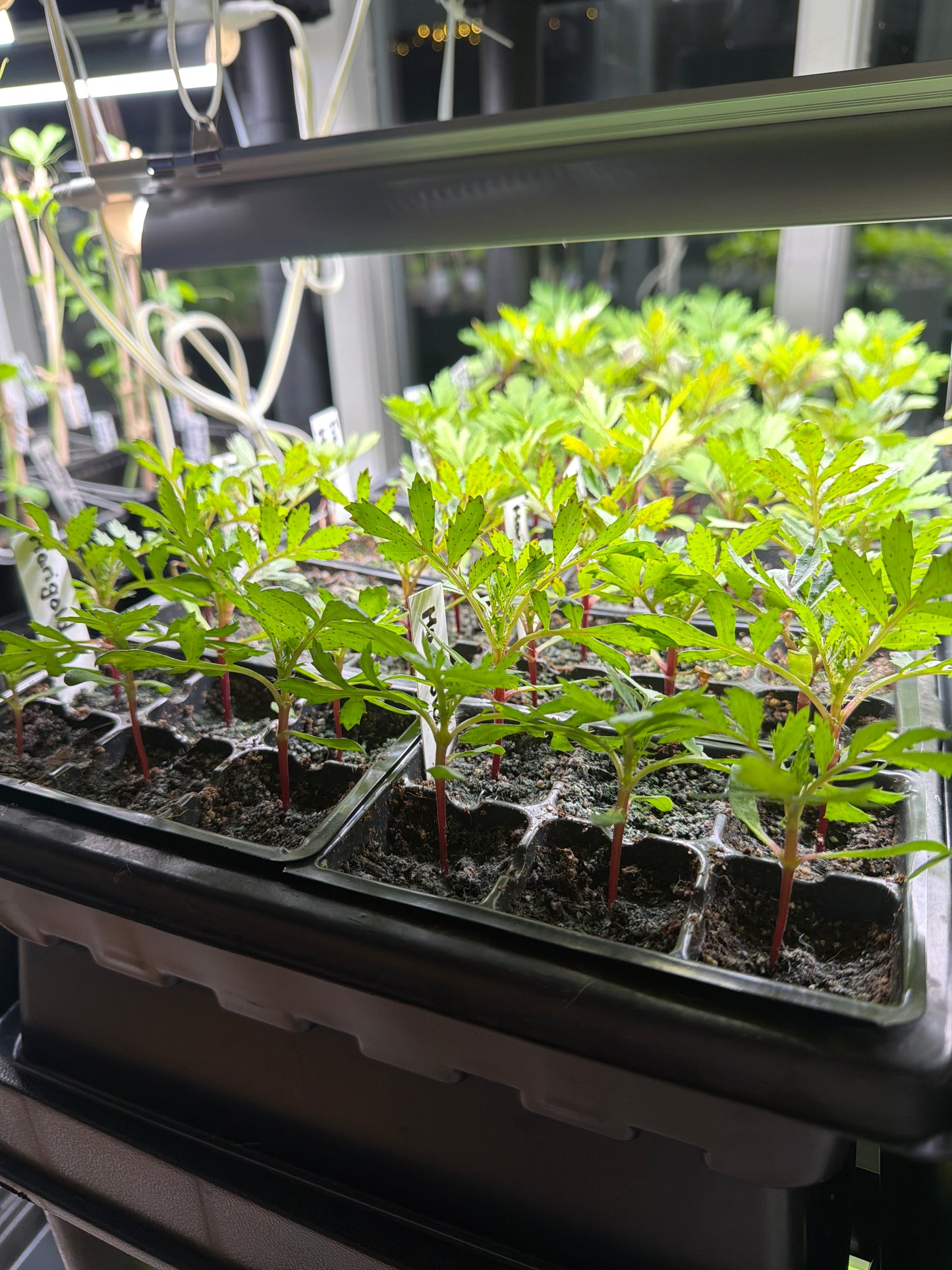 Marigold Seedling