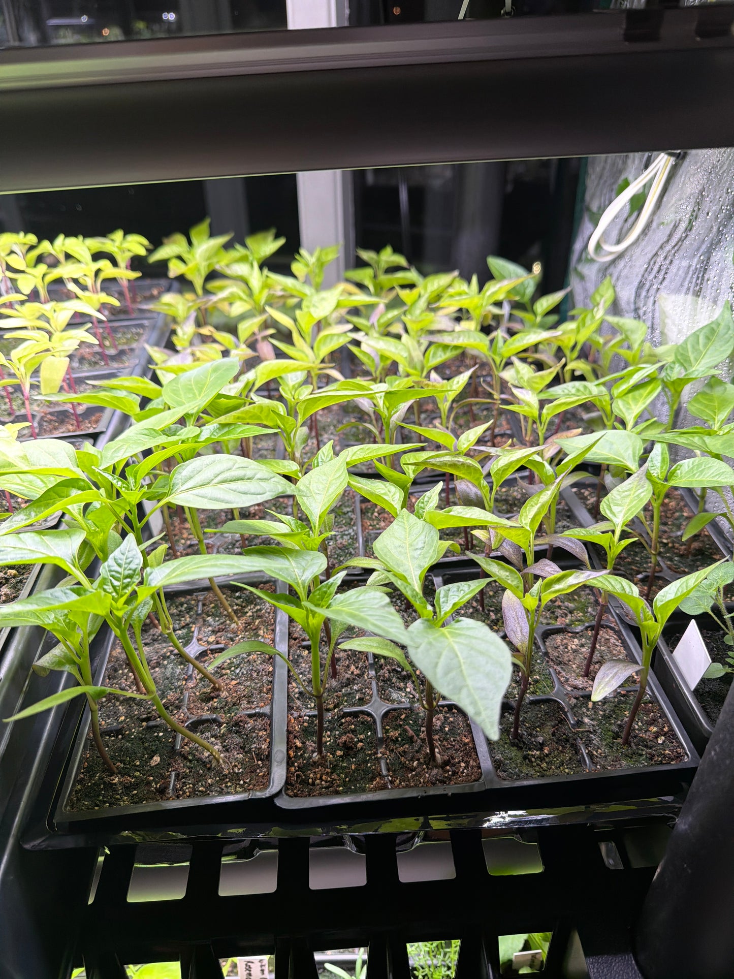 Pimento Pepper Seedling