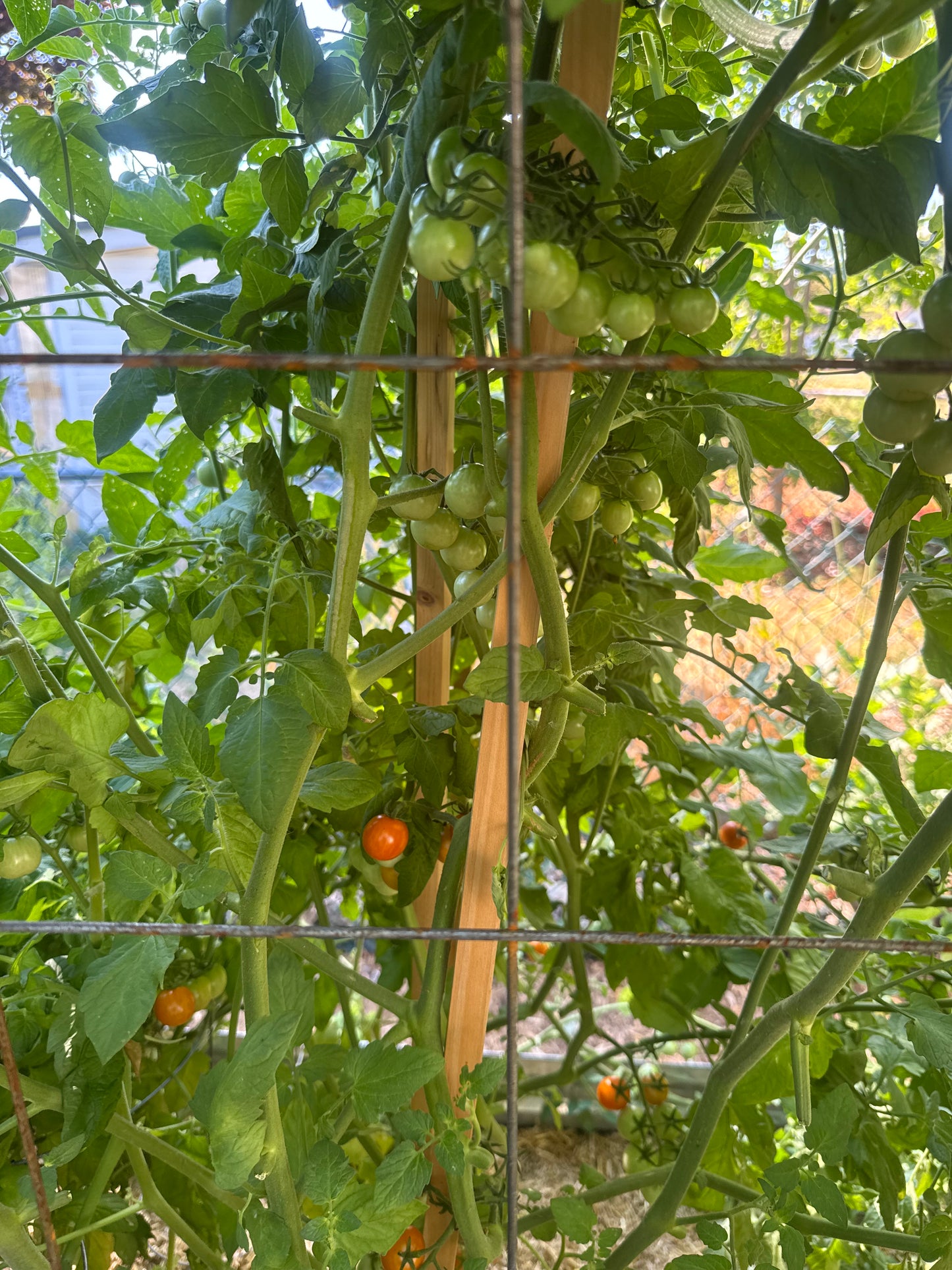 Golden Cherry Tomato Seedling