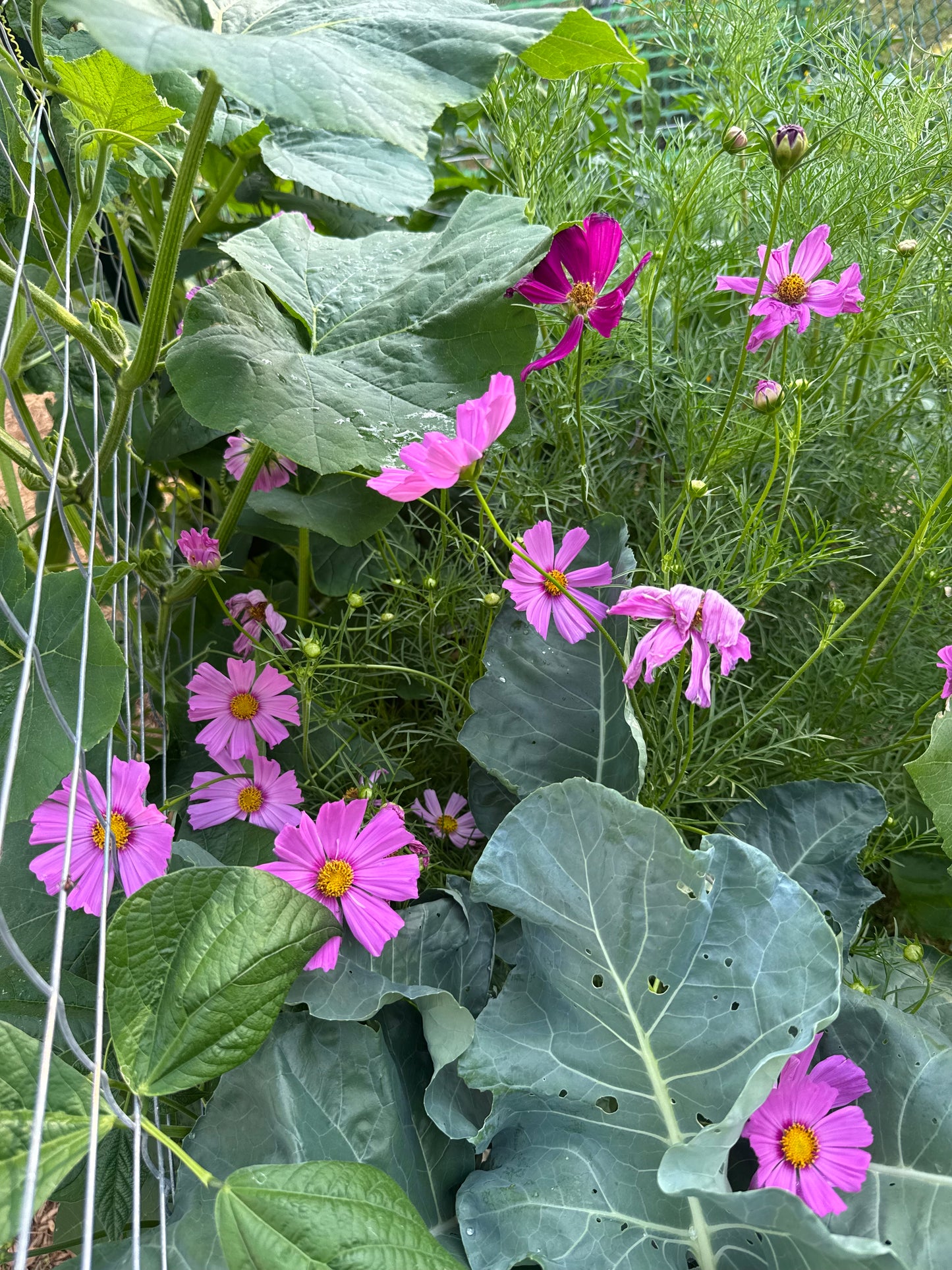 Versailles Mix Cosmos Seedling