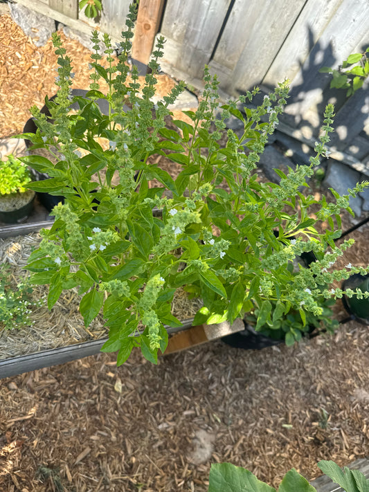 Genovese Basil Seedling